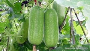 চালকুমড়ার গাছ ও কুমড়া