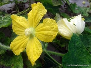 চালকুমড়ার ফুল [ Benincasa hispida, wax gourde flowering ]