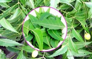 নিম [ Neem, Azadirachta indica ]