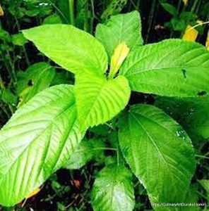 পাট গাছ [ Jute plant ]