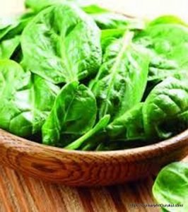 পালং শাক [ Palong Shak, Spinacia Oleracea ]