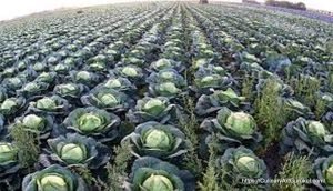 বাঁধাকপি, Badhacopy, Cabbage, گوبھی, Brassica Oleracea